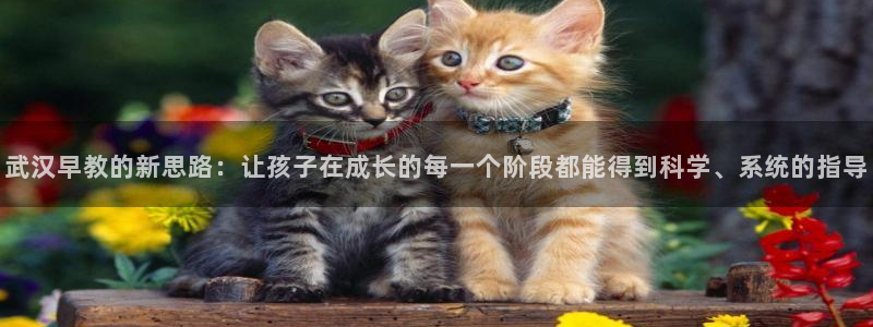 恒行娱乐卫74OOO5:武汉早教的新思路:让孩子在成长的每一个阶段都能得到科学、