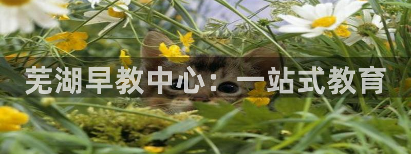 恒行娱乐掏沂74ooo5弛:芜湖早教中心:一站式教育